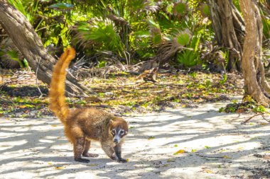 Koati koatileri, Playa del Carmen Quintana Roo Meksika 'daki tropikal ormanlarda yiyecek arıyor..