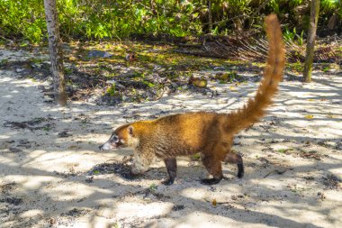Koati koatileri, Playa del Carmen Quintana Roo Meksika 'daki tropikal ormanlarda yiyecek arıyor..