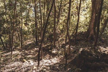 Tropikal orman ve ormanda, Güney Asya 'daki Vang Vieng Vientiane Vientiane Eyaleti Laos' taki dağ zirvesine doğru yürüyüş ve yürüyüş yolu..