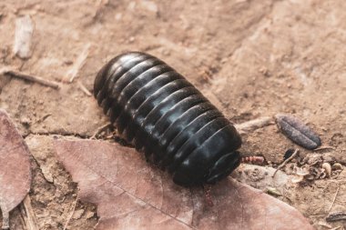 Big black giant woodlouse insect in the jungle in Vang Vieng Vientiane Province Laos in Southeastasia Asia. clipart