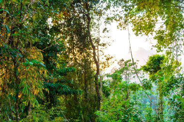 Güney Asya 'daki Vang Vieng Vientiane Vientiane Vilayeti Laos' taki tropikal orman ve ormanın manzarası.