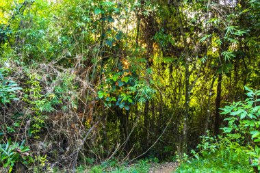 Güney Asya 'daki Vang Vieng Vientiane Vientiane Vilayeti Laos' taki tropikal orman ve ormanın manzarası.
