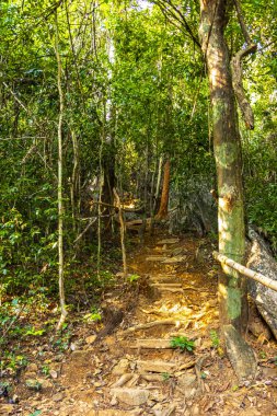 Tropikal orman ve ormanda, Güney Asya 'daki Vang Vieng Vientiane Vientiane Eyaleti Laos' taki dağ zirvesine doğru yürüyüş ve yürüyüş yolu..