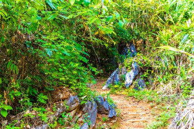 Tropikal orman ve ormanda, Güney Asya 'daki Vang Vieng Vientiane Vientiane Eyaleti Laos' taki dağ zirvesine doğru yürüyüş ve yürüyüş yolu..