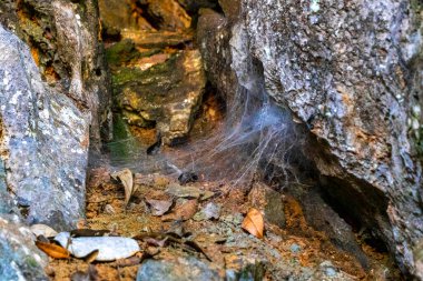 Güneydoğu Asya 'daki Vang Vieng Vientiane Vientiane Eyaleti Laos' taki kayalıklar ve kayalıklarla tropikal orman ve ormandaki yürüyüş yolu..