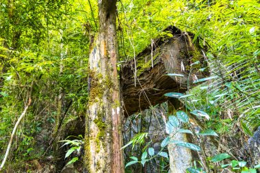 Güney Asya 'daki Vang Vieng Vientiane Vientiane Vilayeti Laos' taki tropikal orman ve ormanın manzarası.