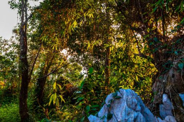 Güney Asya 'daki Vang Vieng Vientiane Vientiane Vilayeti Laos' taki tropikal orman ve ormanın manzarası.