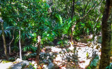 Playa del Carmen Quintana Roo Meksika 'da tropik palmiyeler ve diğer bitki ve ağaçlarla dolu bir bahçe ya da park.