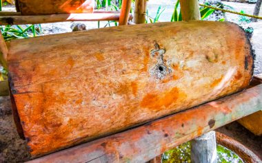 Melipona arıları Playa del Carmen Quintana Roo 'da bir arı kovanında.