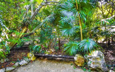 Playa del Carmen Quintana Roo Meksika 'da tropik palmiyeler ve diğer bitki ve ağaçlarla dolu bir bahçe ya da park.