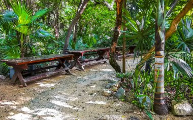 Playa del Carmen Quintana Roo Meksika 'da tropik palmiyeler ve diğer bitki ve ağaçlarla dolu bir bahçe ya da park.