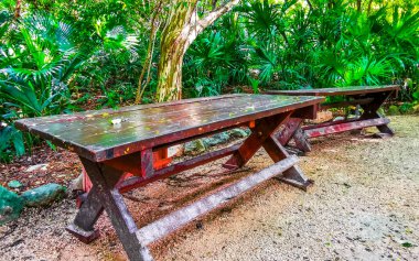 Playa del Carmen Quintana Roo Meksika 'da tropik palmiyeler ve diğer bitki ve ağaçlarla dolu bir bahçe ya da park.