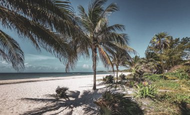 Playa del Carmen Quintana Roo Meksika 'da berrak turkuaz mavi su ve palmiye ağaçları ile tropik Meksika Karayip sahili manzarası.