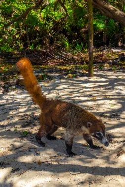 Koati koatileri, Playa del Carmen Quintana Roo Meksika 'daki tropikal ormanlarda yiyecek arıyor..