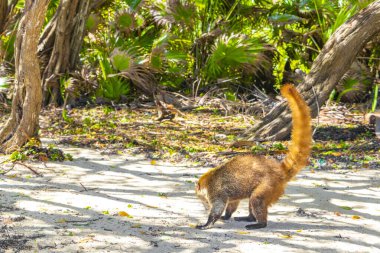 Koati koatileri, Playa del Carmen Quintana Roo Meksika 'daki tropikal ormanlarda yiyecek arıyor..
