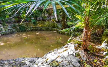 Playa del Carmen Quintana Roo Mexico 'daki La Ceiba parkındaki mağara gölü..