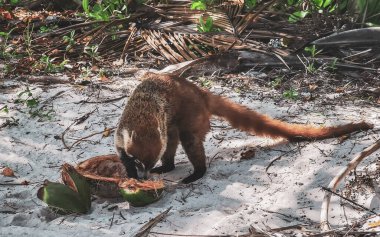 Koati koatileri yiyor. Playa del Carmen Quintana Roo Meksika 'da tropikal bir ormanda hindistan cevizi yiyor..