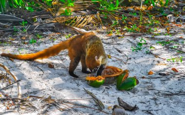 Koati koatileri yiyor. Playa del Carmen Quintana Roo Meksika 'da tropikal bir ormanda hindistan cevizi yiyor..