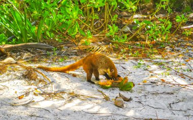 Koati koatileri yiyor. Playa del Carmen Quintana Roo Meksika 'da tropikal bir ormanda hindistan cevizi yiyor..