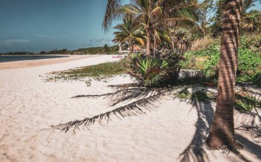 Tropical mexican caribbean beach landscape panorama with clear turquoise blue water and palm trees palms tree in Playa del Carmen Quintana Roo Mexico. clipart