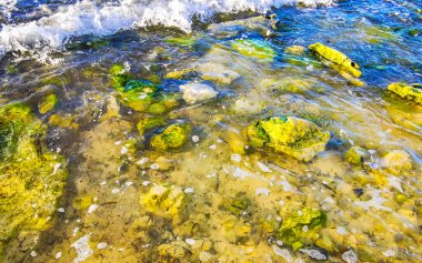 Stones rocks and corals in turquoise green and blue water on the tropical Caribbean beach in Playa del Carmen Quintana Roo Mexico. clipart