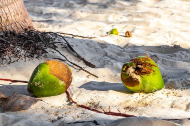 Playa del Carmen Quintana Roo Meksika 'daki Karayip sahilinde hindistan cevizi.