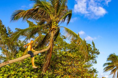 Playa del Carmen Quintana Roo Meksika sahilinde bir palmiye ağacına tırmanan adam..