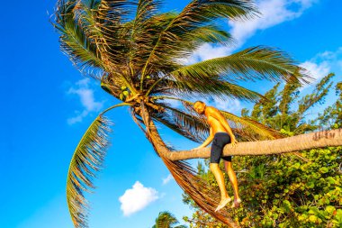 Playa del Carmen Quintana Roo Meksika sahilinde bir palmiye ağacına tırmanan adam..