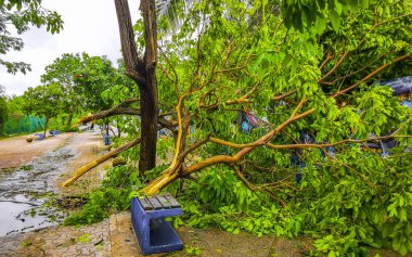 Playa del Carmen Quintana Roo Meksika 05. Temmuz 2024 Beryl Kasırgası şiddetli rüzgar ve gök gürültülü fırtınalar yıkıma ve yıkıma neden oldu. Ağaçlar, palmiyeler, caddeler, arabalar, çatılar..