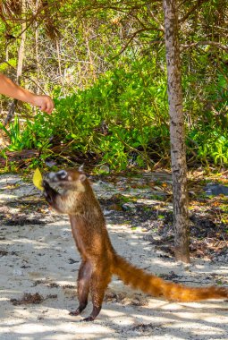 Bir adam, Playa del Carmen Quintana Roo Mexico 'daki tropikal ormanda koatileri yiyecekle besliyor..