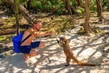 Bir adam, Playa del Carmen Quintana Roo Mexico 'daki tropikal ormanda koatileri yiyecekle besliyor..