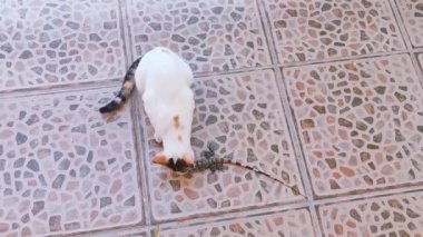 Playa del Carmen Quintana Roo Mexico 'da bir iguana yakaladı..