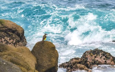 Zicatela Puerto Escondido Oaxaca Meksika 'da kayanın üzerinde küçük tropikal sarı bir kuş..