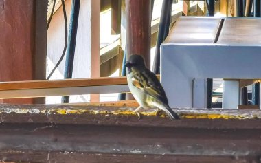 Zicatela Puerto Escondido Oaxaca 'daki restoranda trabzanda serçe kuşları..