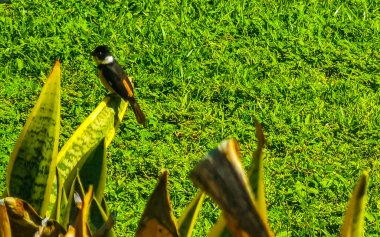 Small tropical yellow bird in the nature in Puerto Escondido Oaxaca Mexico. clipart