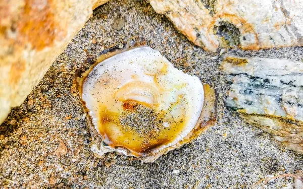 Zicatela Puerto Escondido Oaxaca 'daki kumsalda eski kabuğu aç..