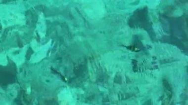 Güneydoğu Asya 'daki Ao Nang Amphoe Mueang Krabi Tayland' daki Koh Phi Leh adasında sualtı balığıyla berrak turkuaz suda yüzüyor..