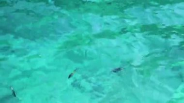 Güneydoğu Asya 'daki Ao Nang Amphoe Mueang Krabi Tayland' daki Koh Phi Leh adasında sualtı balığıyla berrak turkuaz suda yüzüyor..
