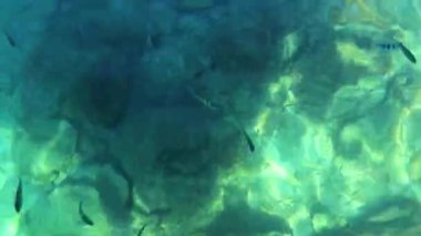 Güneydoğu Asya 'daki Ao Nang Amphoe Mueang Krabi Tayland' daki Koh Phi Leh adasında sualtı balığıyla berrak turkuaz suda yüzüyor..