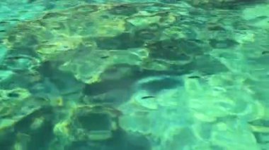 Güneydoğu Asya 'daki Ao Nang Amphoe Mueang Krabi Tayland' daki Koh Phi Leh adasında sualtı balığıyla berrak turkuaz suda yüzüyor..
