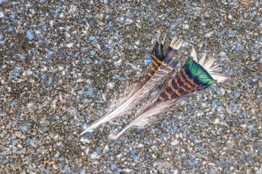 Sakhu Thalang 'daki dişi tavus kuşunun tüyleri Güney Asya' daki Tayland 'daki Phuket Adası' nda..