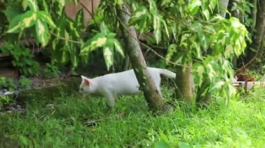 Beyaz kedi Naithon Sahili 'nin tropikal doğasında avlanır. Sakhu Thalang Phuket Adası Tayland, Güney Asya..