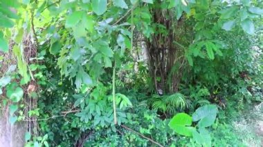 Sakhu Thalang 'da çiçeksiz altın duş ağacı. Güney Asya' da Phuket Adası Tayland 'da..