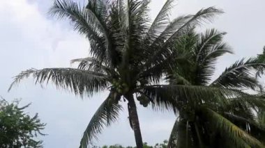 Güney Asya 'daki Phuket Adası Tayland' da Naithon Sahili 'nde palmiye ağaçları olan tropik bir orman ve doğa..