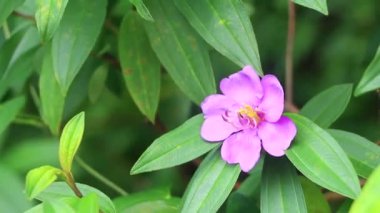 Güney Asya 'daki Phuket Adası Tayland' da Sakhu Thalang 'da bir çalılıkta pembe tropikal çiçek..