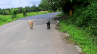 Güney Asya 'daki Phuket Adası Tayland' da Sakhu Thalang 'da saldırgan köpekler peşimden koşuyor..