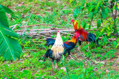 Chickens hen and cock in tropical garden in Sakhu Thalang on Phuket island Thailand in Southeastasia Asia. clipart