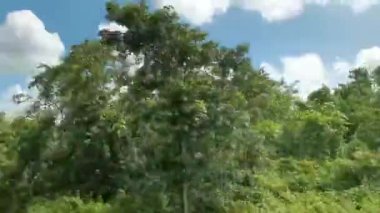 Quintana Roo Mexico 'da Los Aluxes Lazaro Cardenas köyü boyunca uzanan tropik orman ve orman..