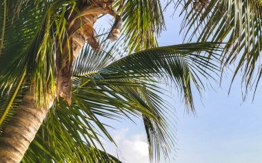 Cancun Quintana Roo Mexico 'daki Karayip plajında palmiye ağaçları.