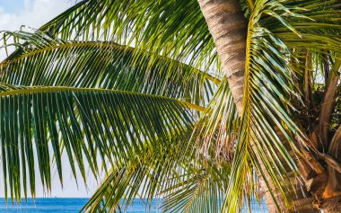 Cancun Quintana Roo Mexico 'daki Karayip plajında palmiye ağaçları.